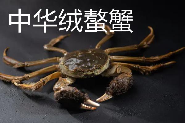 螃蟹有什么习性，大部分品种喜欢在海中或近海区生活