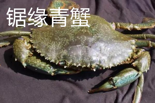 螃蟹有什么习性，大部分品种喜欢在海中或近海区生活
