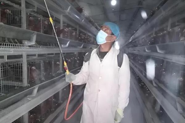 鸡舍的适宜温度，饲养雏鸡要保持在30℃左右