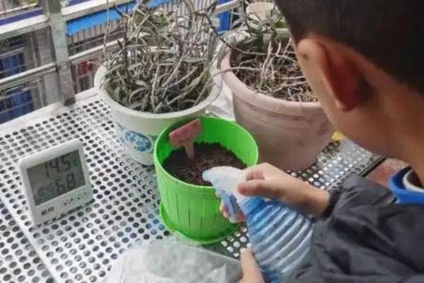 凤仙花发芽后的养殖方法，每隔5天浇一次水