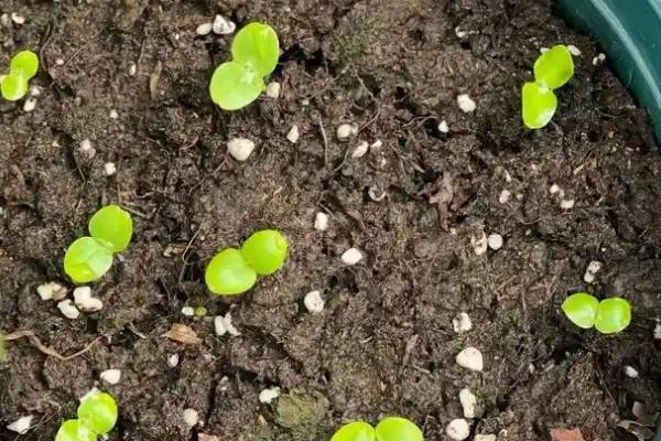 凤仙花发芽后的养殖方法，每隔5天浇一次水