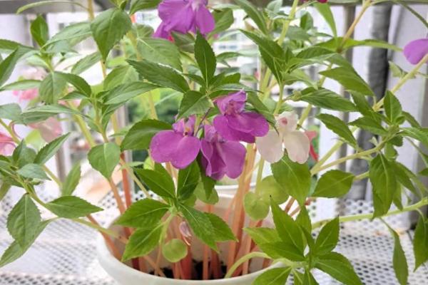 凤仙花发芽后的养殖方法，每隔5天浇一次水