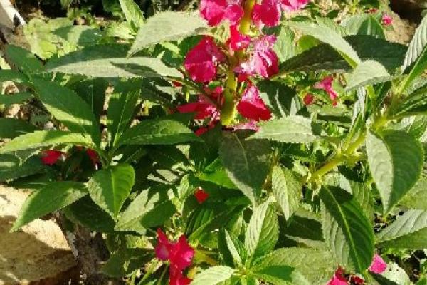凤仙花发芽后的养殖方法，每隔5天浇一次水