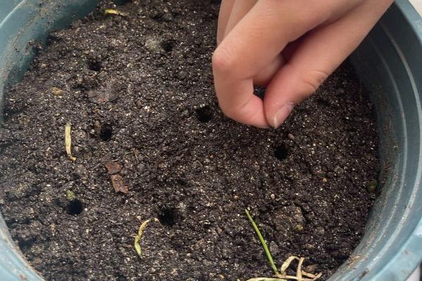 凤仙花发芽后的养殖方法，每隔5天浇一次水