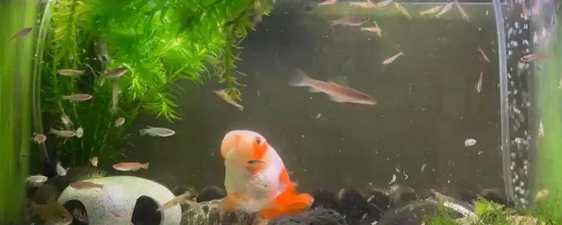 鱼缸中的粪便怎么清理，一般可以在换水的时候清理