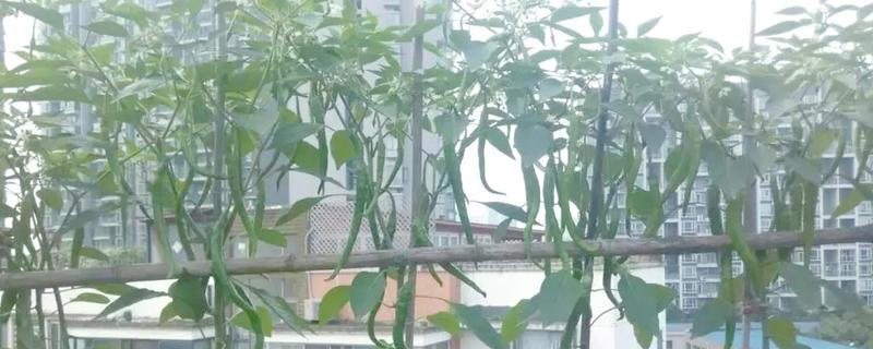阳台种辣椒要授粉吗，无需授粉