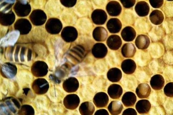 中蜂烂子病的诱发病因，主要有物理性和病菌性两大类