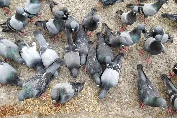 肉鸽适合养殖吗，方法简单适合家庭和专业户养殖