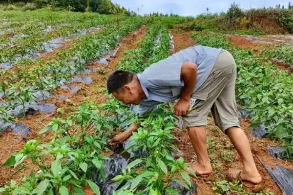 阳台种辣椒要授粉吗，无需授粉