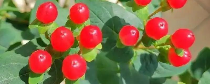 火龙珠有什么寓意，代表相思、红红火火