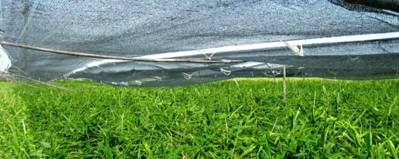 生姜盖遮阳网的时间，在6-9月份为佳