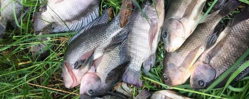 罗非鱼的养殖周期是多久，养殖周期为4-6个月
