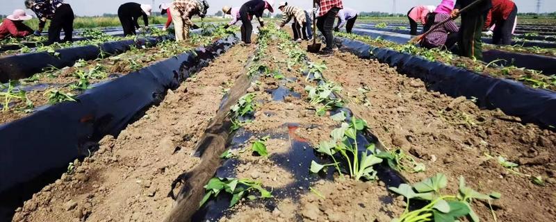 红薯怎么种植才能高产，块茎膨大期可浇灌钾肥溶液