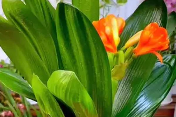 君子兰开花怎么养护，开花之前及时供给充足的养分