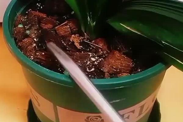 君子兰开花怎么养护，开花之前及时供给充足的养分