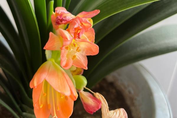 君子兰开花怎么养护，开花之前及时供给充足的养分
