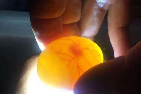 鸽子的繁殖季节，一年四季都可以繁殖