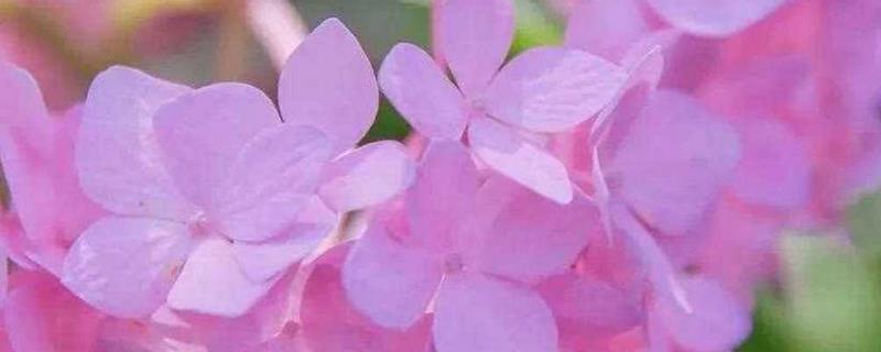 绣球花有什么花语，不同颜色代表的含义有区别