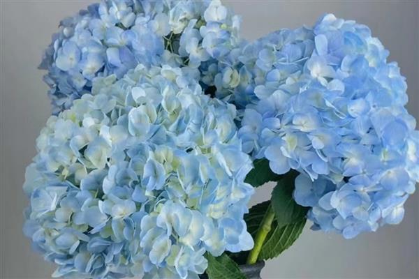 绣球花有什么花语，不同颜色代表的含义有区别