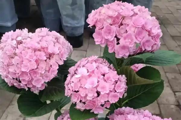 绣球花有什么花语，不同颜色代表的含义有区别