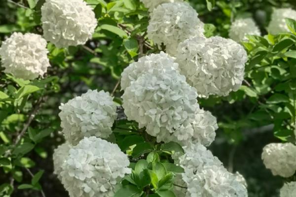 绣球花有什么花语，不同颜色代表的含义有区别