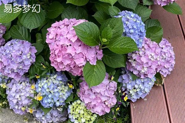 绣球花有什么花语，不同颜色代表的含义有区别