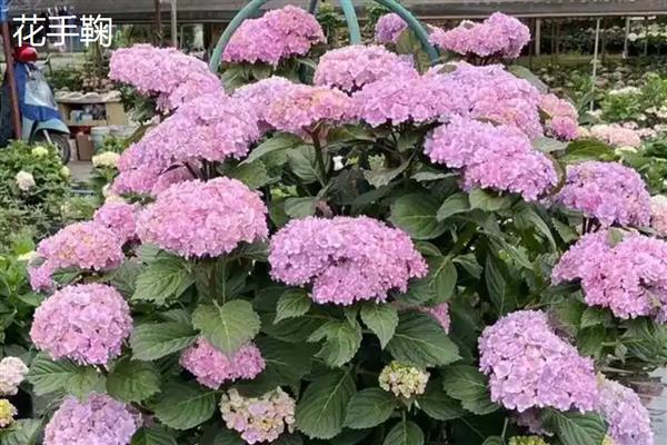 绣球花有什么花语，不同颜色代表的含义有区别