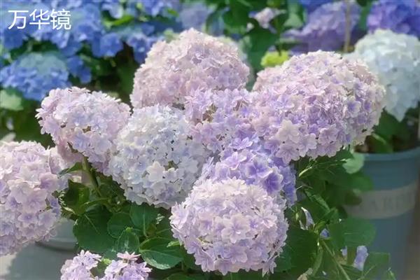 绣球花有什么花语，不同颜色代表的含义有区别
