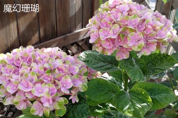 绣球花有什么花语，不同颜色代表的含义有区别