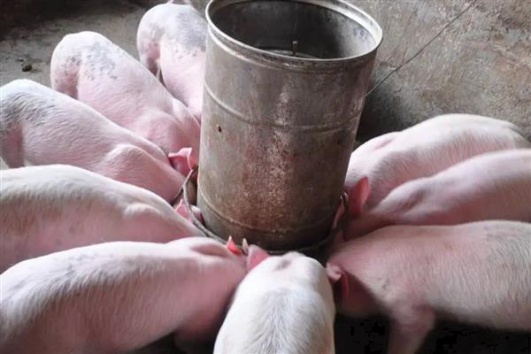 小猪吐食怎么办，因奶水过稀所致可对母猪拌料喂食旺乳太保