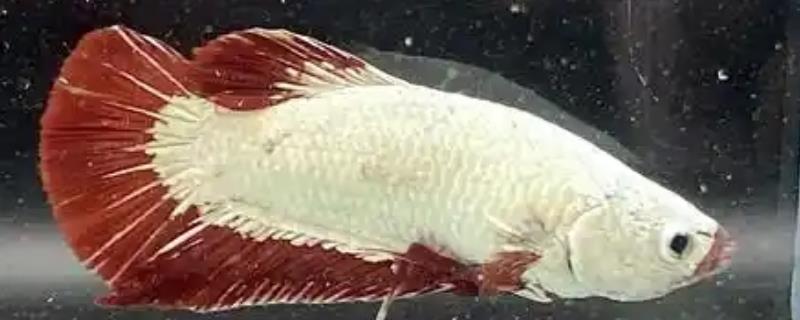 罗汉鱼3个月能长到什么程度，体长可达到10-15厘米左右