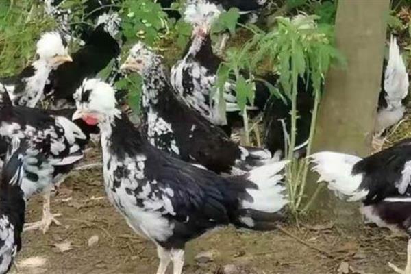 价格贵又好销售的鸡有哪些，常见珍珠鸡、贵妃鸡、乌骨鸡等品种