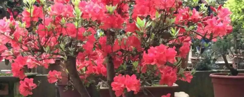 映山红适合什么时候下山桩，以10月份至翌年4月底为宜