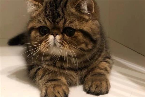 怎么饲养异国短毛猫，喂食专业的猫粮为佳
