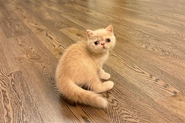 怎么饲养异国短毛猫，喂食专业的猫粮为佳