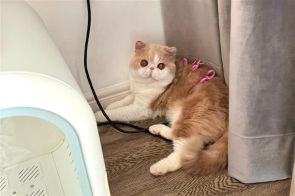 怎么饲养异国短毛猫，喂食专业的猫粮为佳