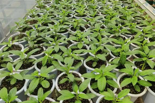 怎么加快人参果树的结果速度，生长期间每隔1个月追施一次复合肥液