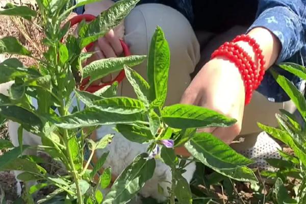 怎么加快人参果树的结果速度，生长期间每隔1个月追施一次复合肥液