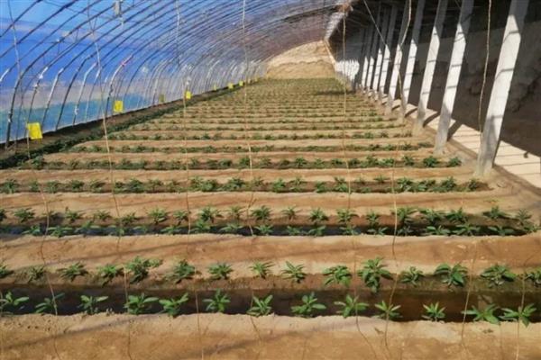 怎么加快人参果树的结果速度，生长期间每隔1个月追施一次复合肥液