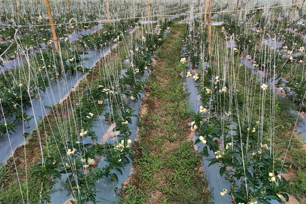 怎么加快人参果树的结果速度，生长期间每隔1个月追施一次复合肥液
