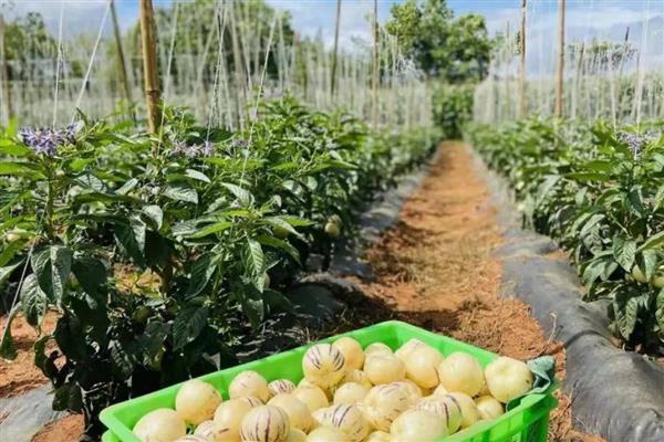 怎么加快人参果树的结果速度，生长期间每隔1个月追施一次复合肥液