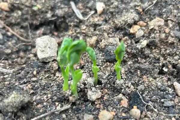 怎么让豌豆发芽，浸种萌发后再播入土壤中