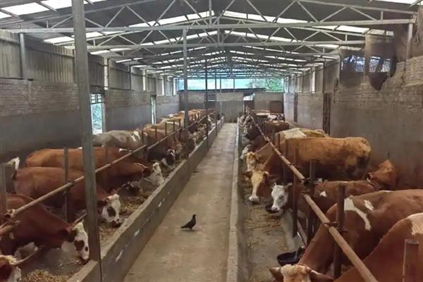 降低肉牛养殖成本的方法，可采取少喂勤添、饲养杂交牛等措施