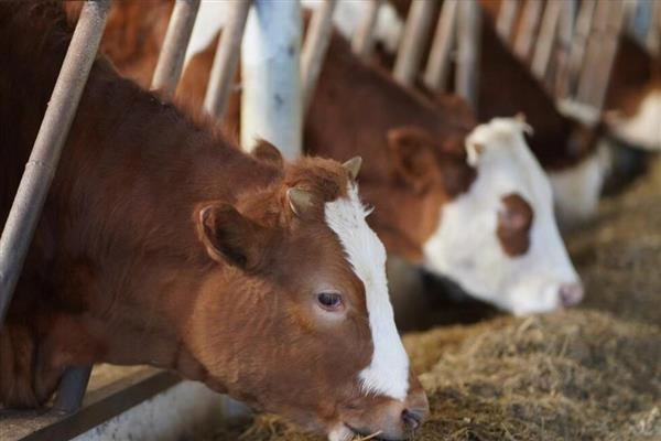 降低肉牛养殖成本的方法，可采取少喂勤添、饲养杂交牛等措施