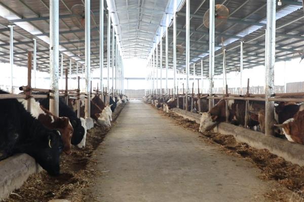 降低肉牛养殖成本的方法，可采取少喂勤添、饲养杂交牛等措施