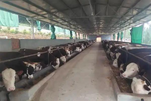 降低肉牛养殖成本的方法，可采取少喂勤添、饲养杂交牛等措施
