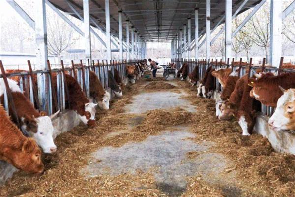 降低肉牛养殖成本的方法，可采取少喂勤添、饲养杂交牛等措施