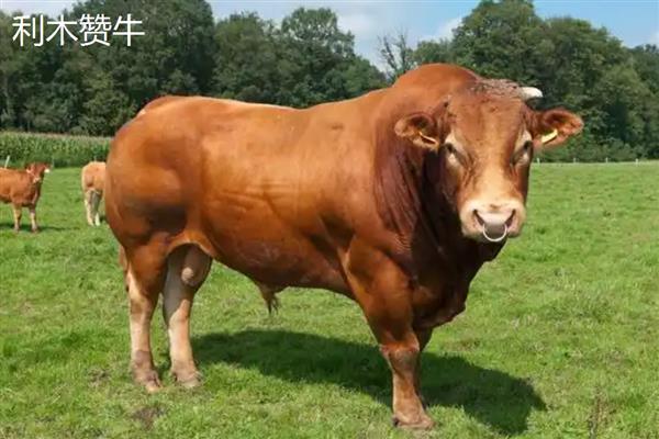 降低肉牛养殖成本的方法，可采取少喂勤添、饲养杂交牛等措施