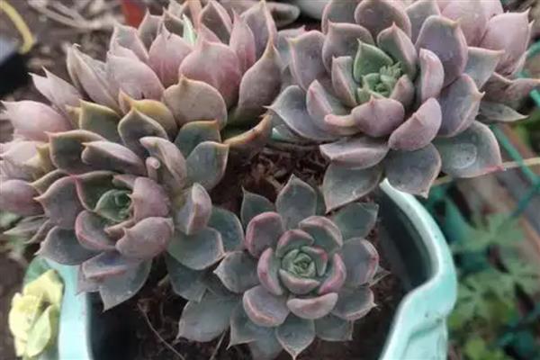 多肉玫瑰的养殖方法，提供充足的光照能让植株更饱满