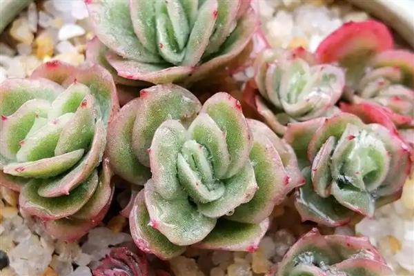 多肉玫瑰的养殖方法，提供充足的光照能让植株更饱满
